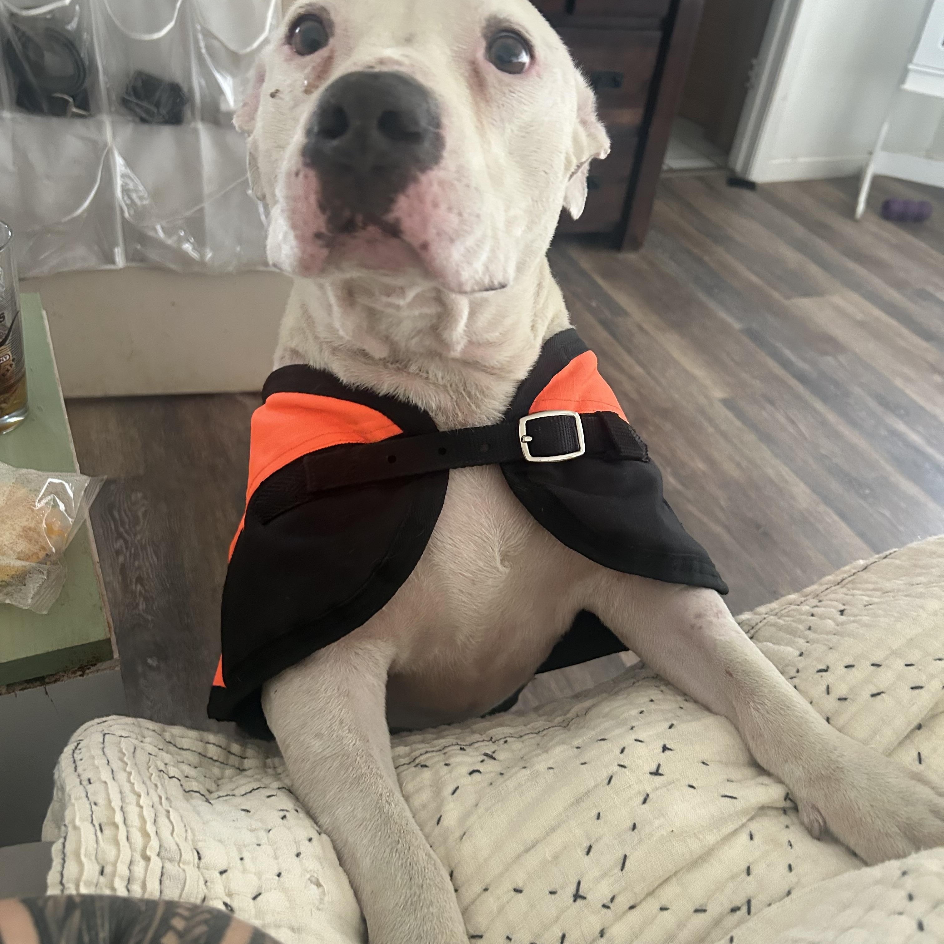 Piglet GDP, adopted, Adult Male Pit Bull Terrier.