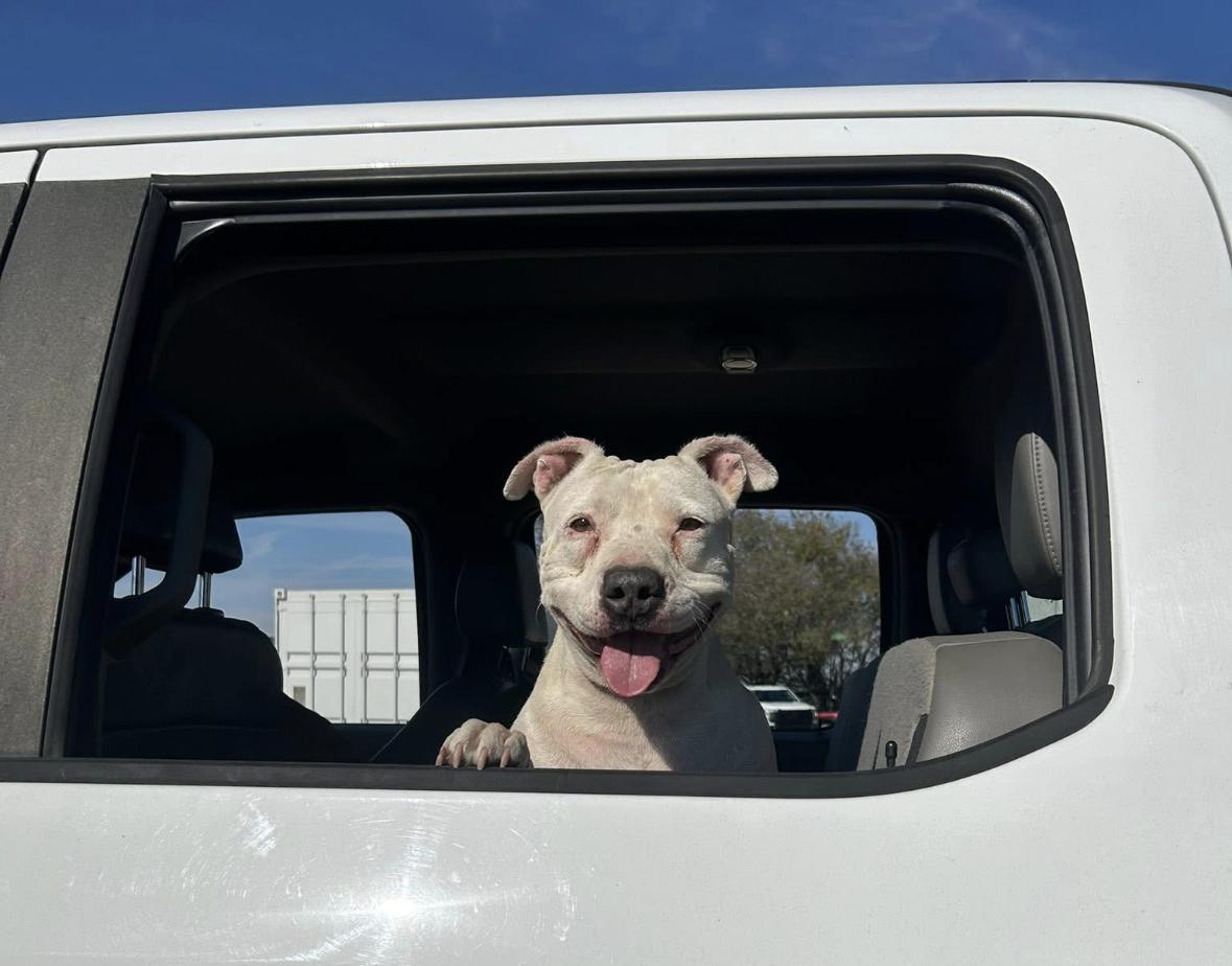 Piglet GDP, an adopted Pit Bull Terrier in Dallas, TX image 2/3