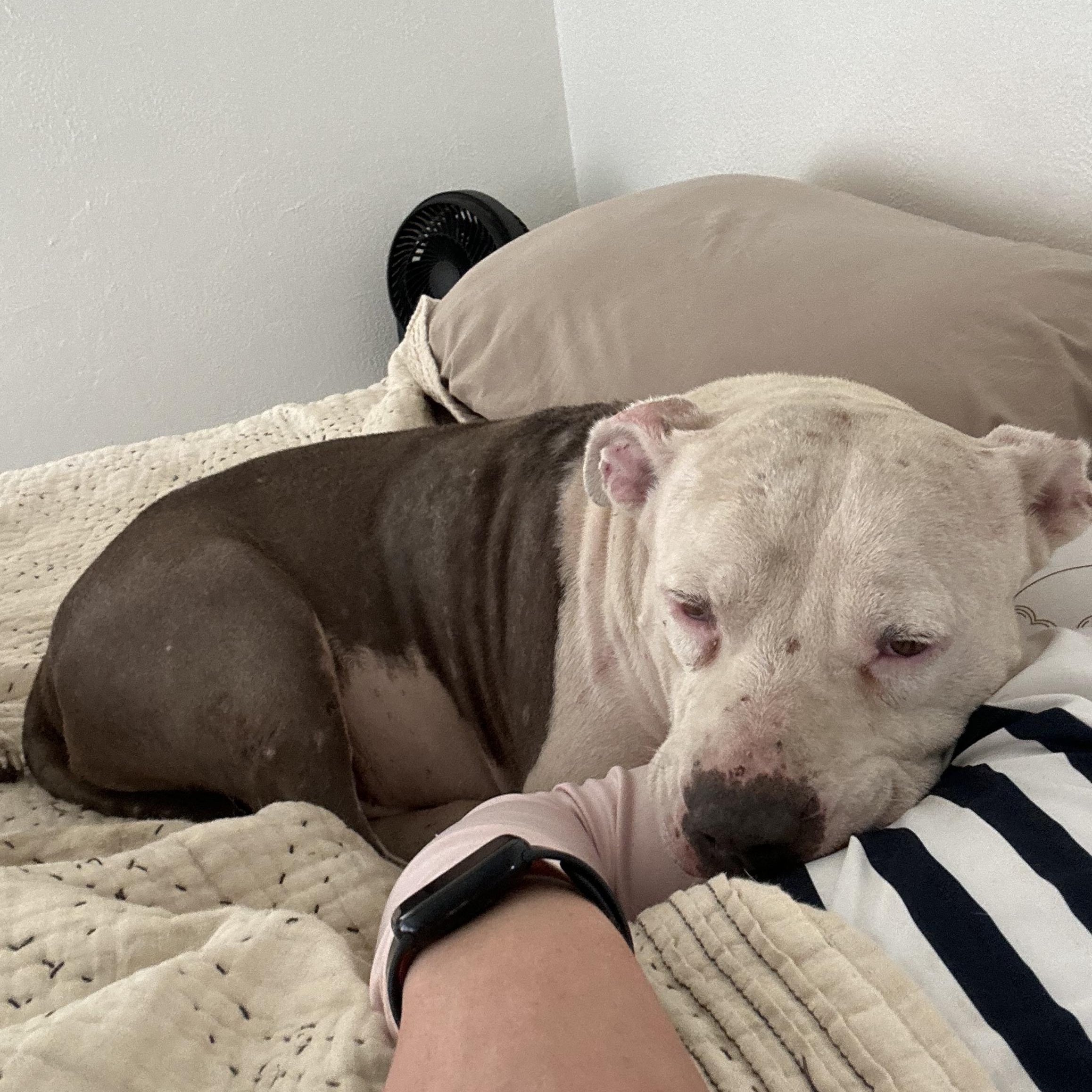 Piglet GDP, an adopted Pit Bull Terrier in Dallas, TX image 3/3