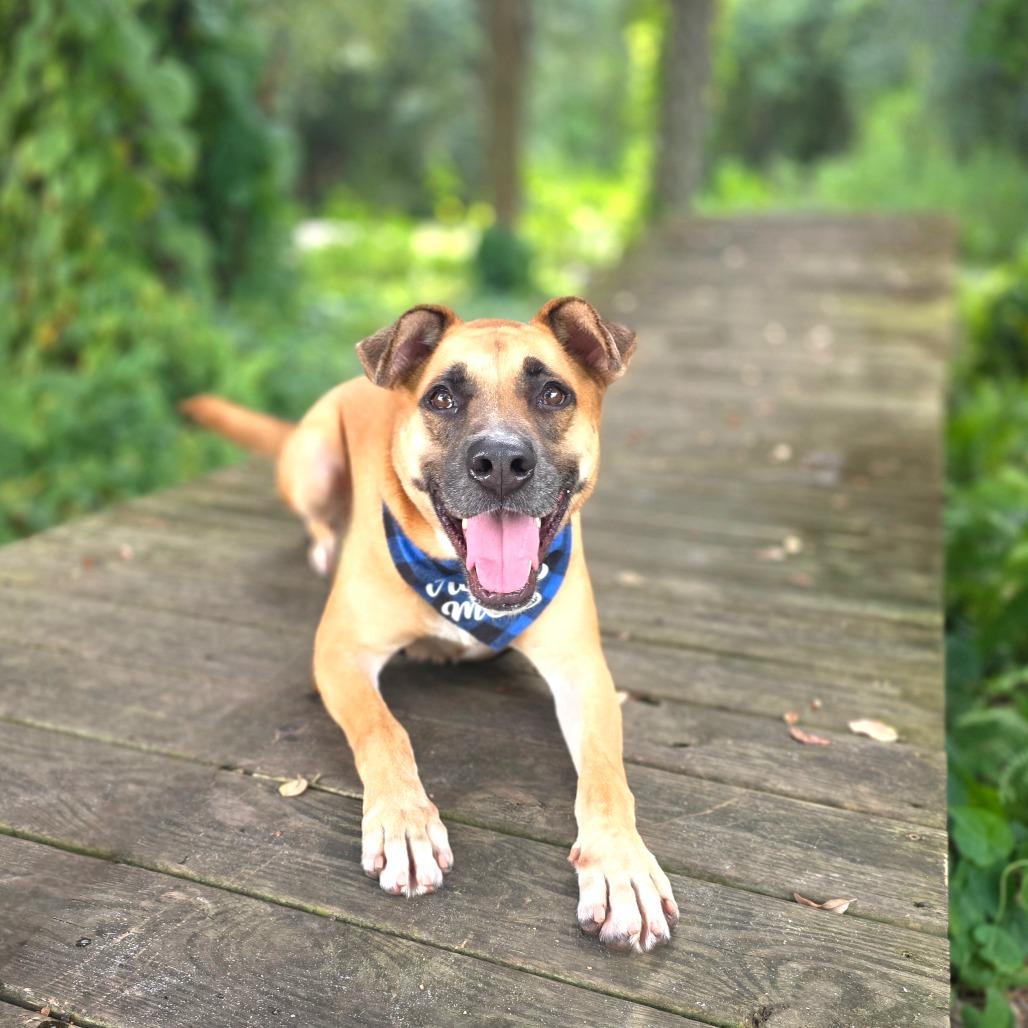 Bellamy, Adoptable, Adult Male Mixed Breed.