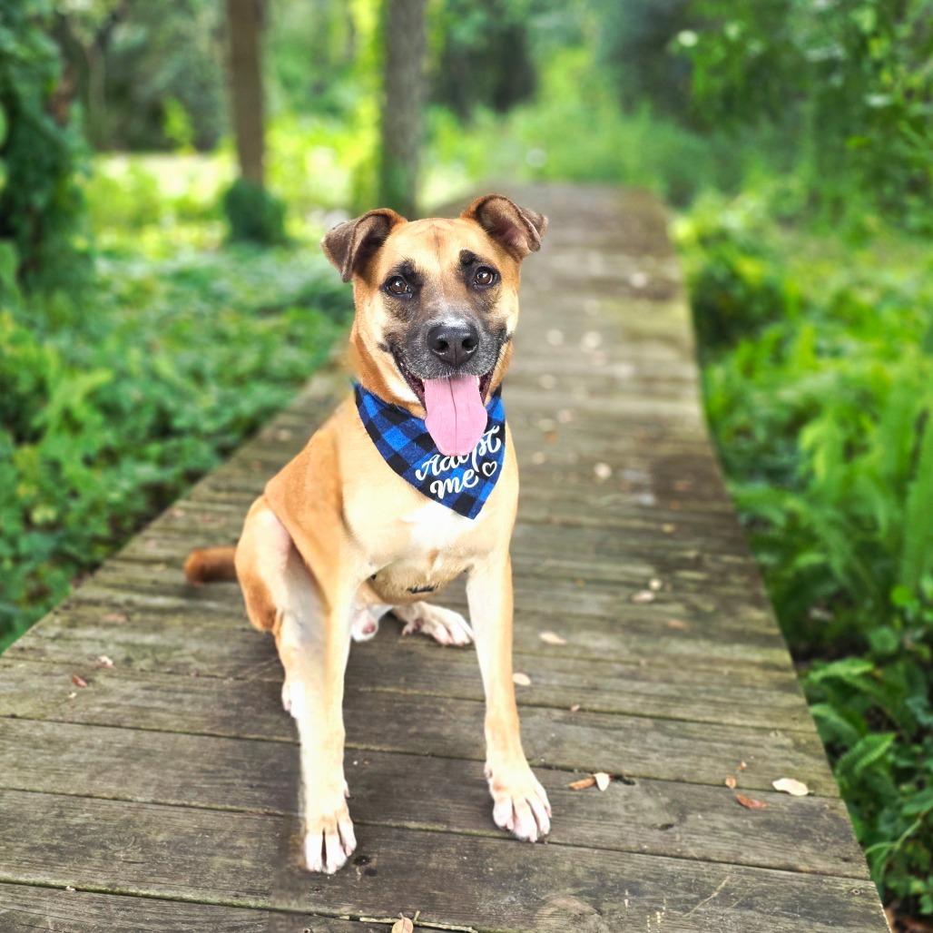 Enlarge Bellamy, a Adoptable Mixed Breed in Port Charlotte, FL image 2/6
