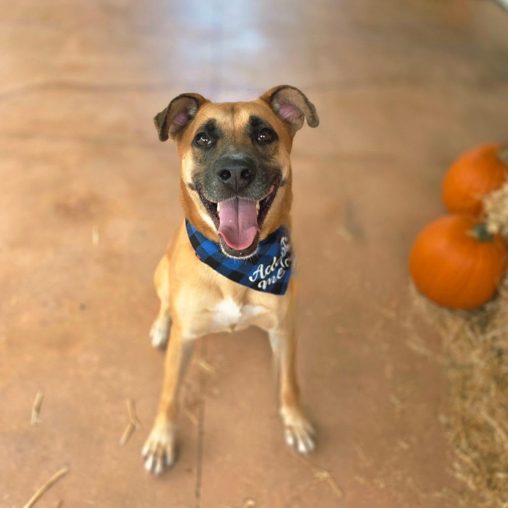 Enlarge Bellamy, a Adoptable Mixed Breed in Port Charlotte, FL image 3/6