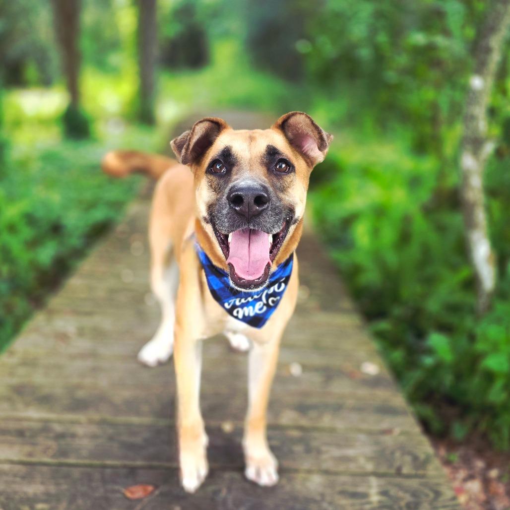 Enlarge Bellamy, a Adoptable Mixed Breed in Port Charlotte, FL image 4/6