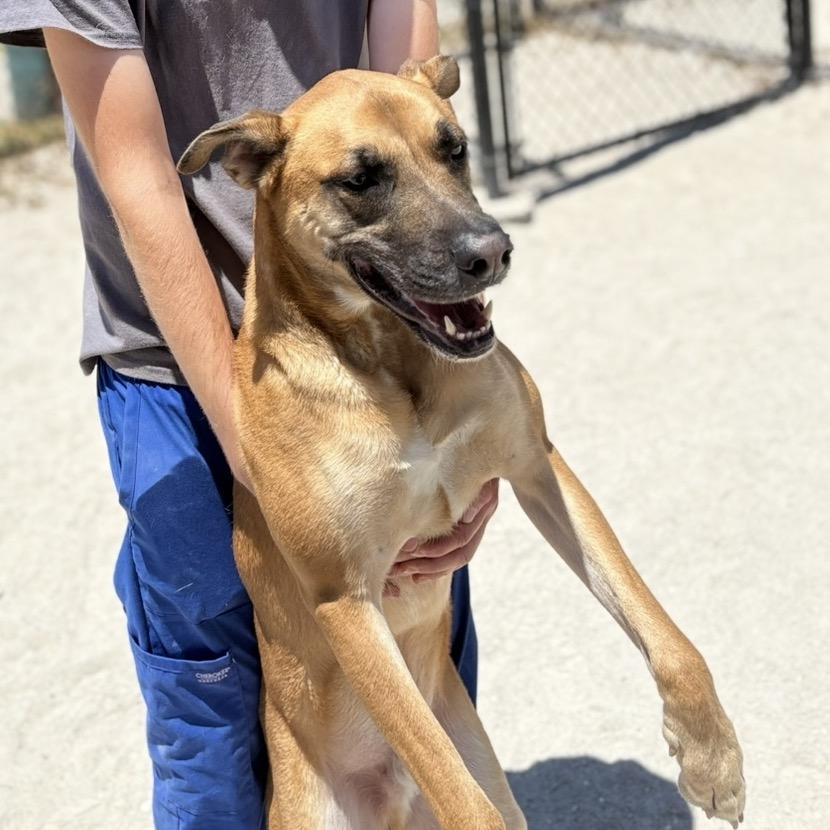 Enlarge Bellamy, a Adoptable Mixed Breed in Port Charlotte, FL image 5/6