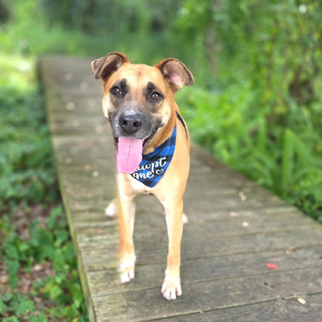 Enlarge Bellamy, a Adoptable Mixed Breed in Port Charlotte, FL image 6/6