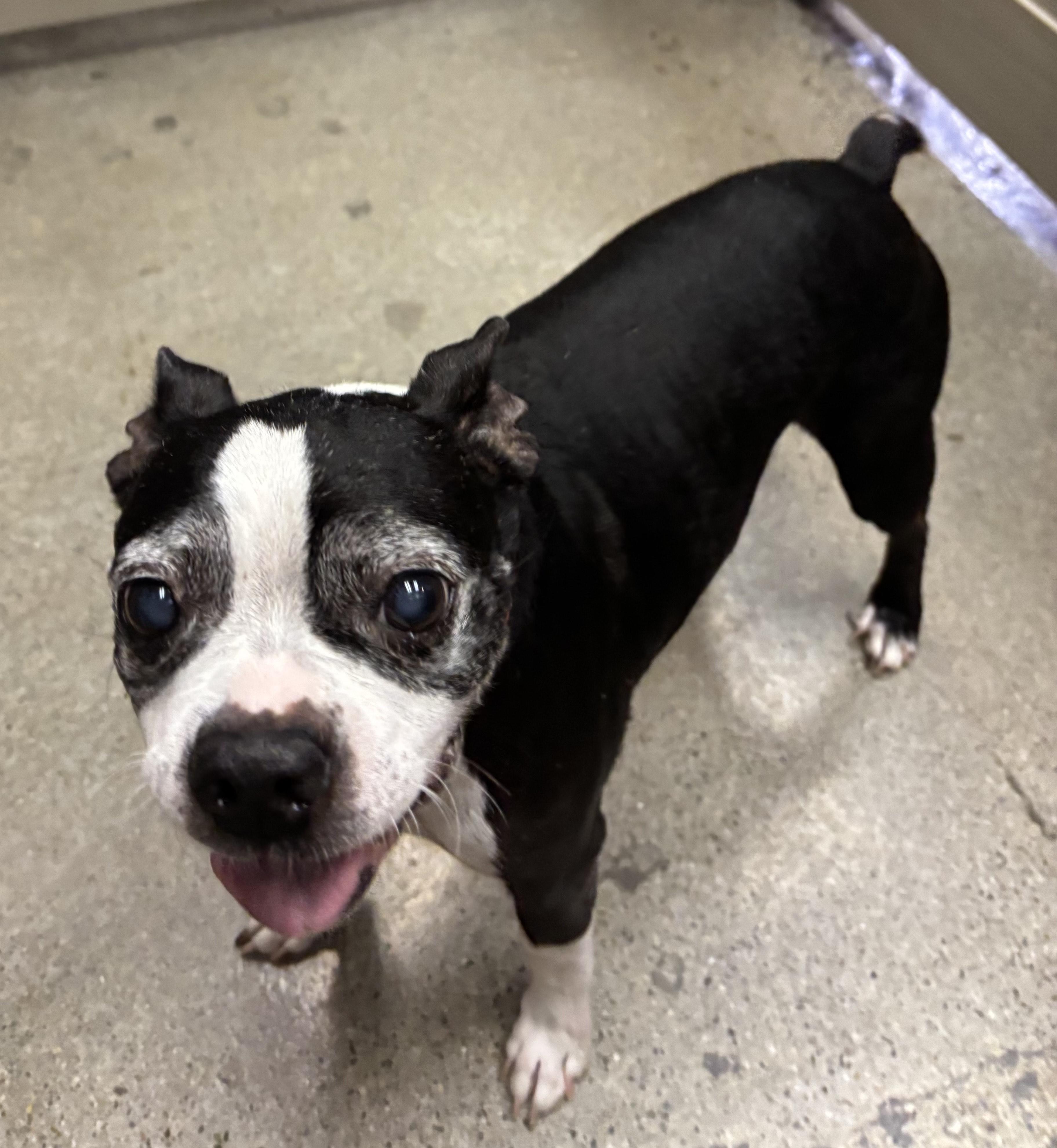 Rosco, ADOPTABLE, Adult Male Boston Terrier.