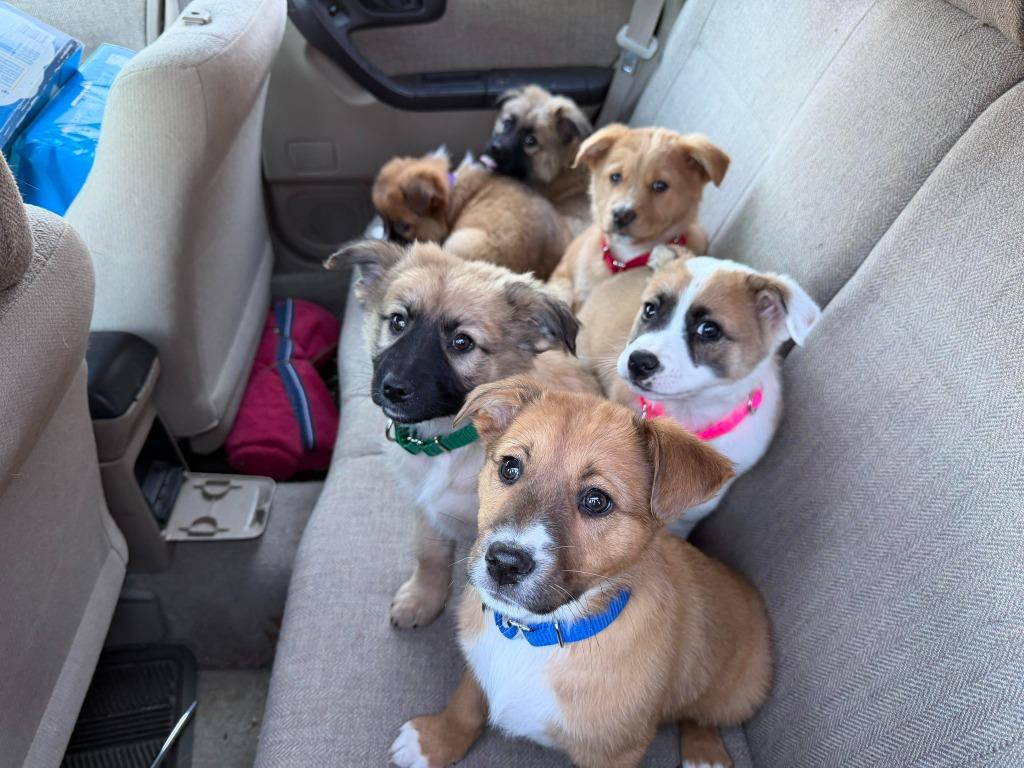 Cassiopeia, Adoptable, Puppy Female Mixed Breed.