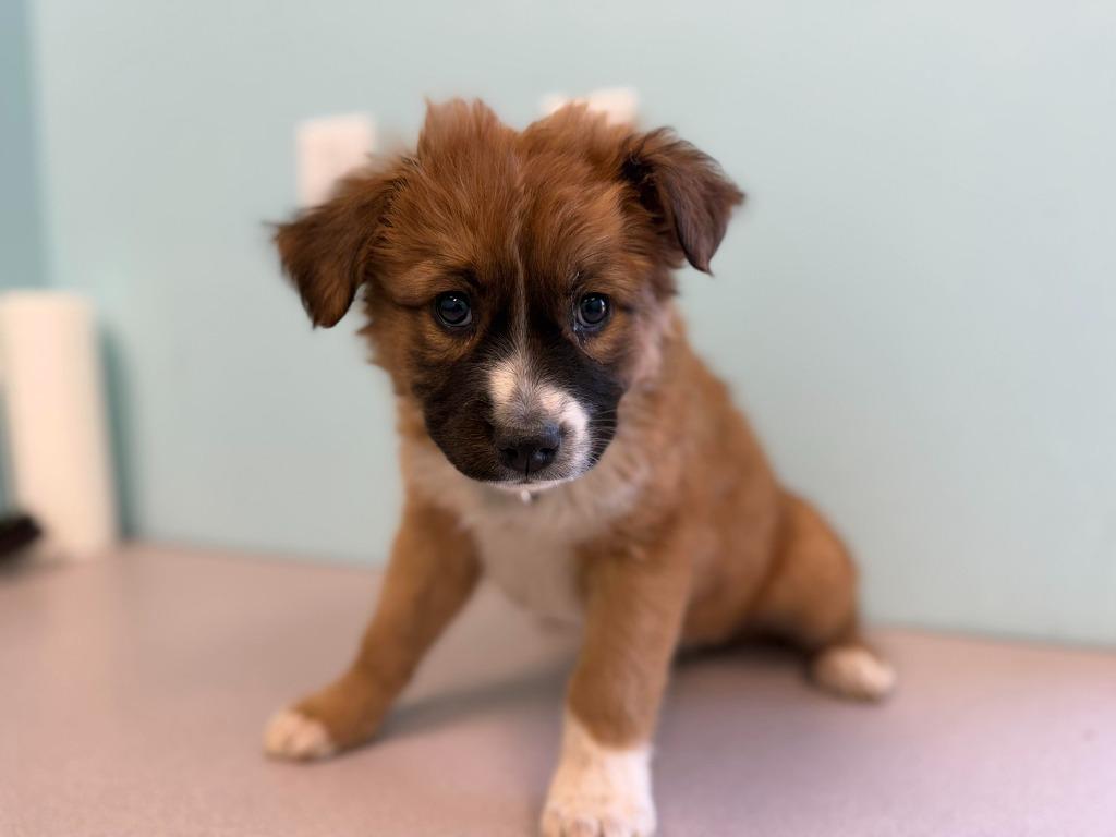 Enlarge Cassiopeia, a Adoptable mixed breed in Raleigh, NC image 3/4