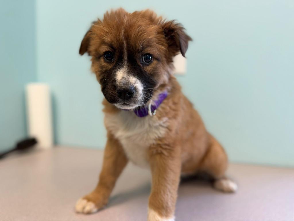 Enlarge Cassiopeia, a Adoptable mixed breed in Raleigh, NC image 4/4