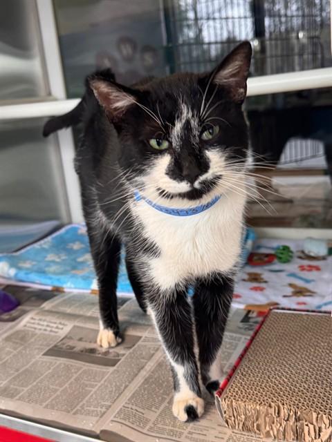 RORSHOCK, Adoptable, Adult Male Domestic Short Hair.