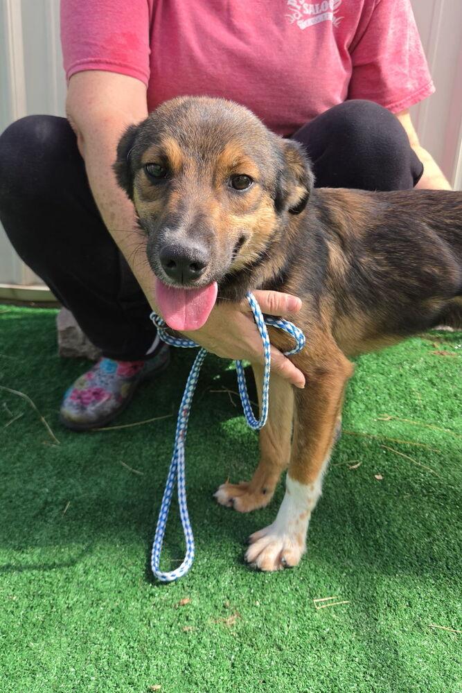 Enlarge Blanche, a Adoptable mixed breed in Waterloo, IL image 1/3