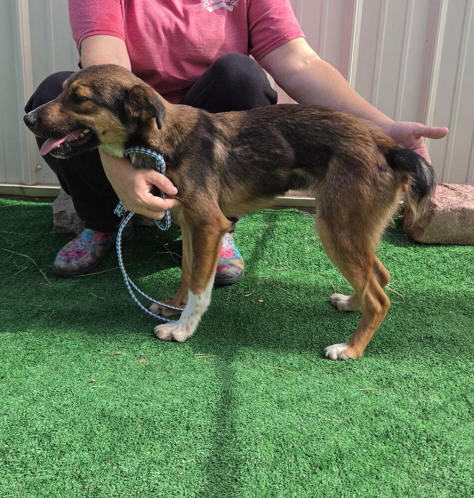 Enlarge Blanche, a Adoptable mixed breed in Waterloo, IL image 2/3