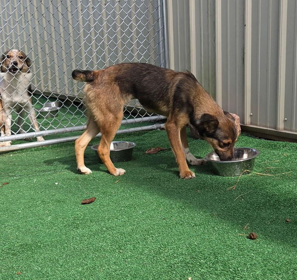 Enlarge Blanche, a Adoptable mixed breed in Waterloo, IL image 3/3