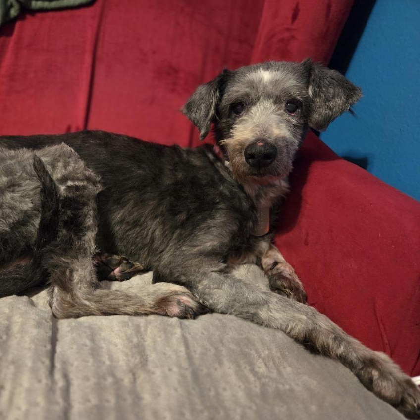 Judy, ADOPTABLE, Senior Female Poodle & Terrier.