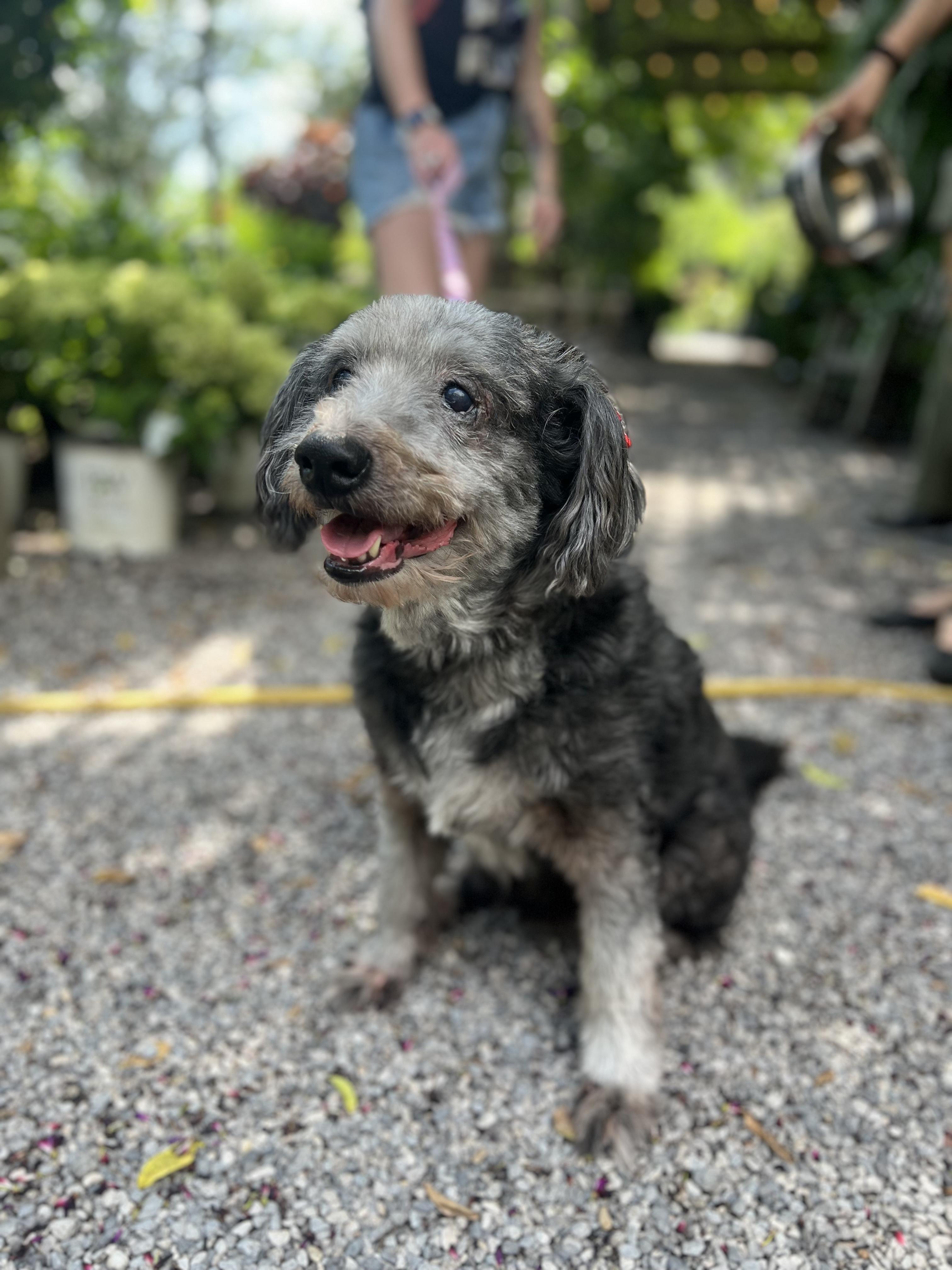 Enlarge Judy, a ADOPTABLE mixed breed in New Orleans, LA image 2/6