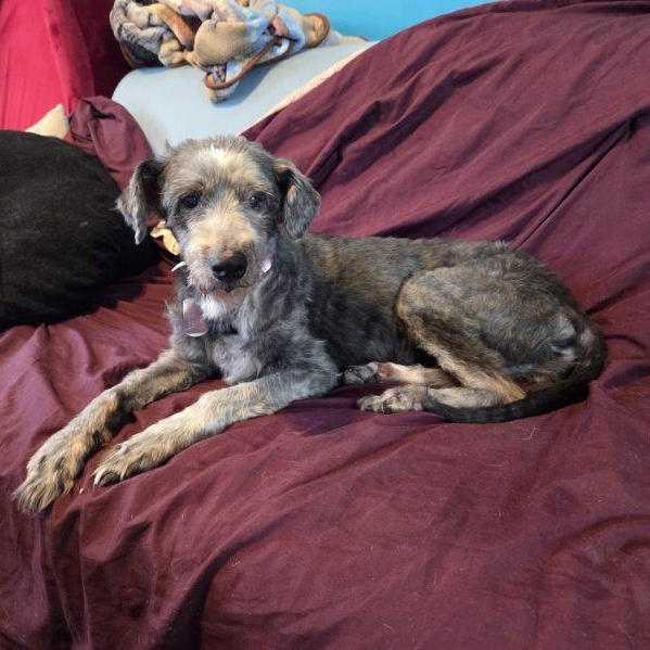 Enlarge Judy, a ADOPTABLE mixed breed in New Orleans, LA image 1/5