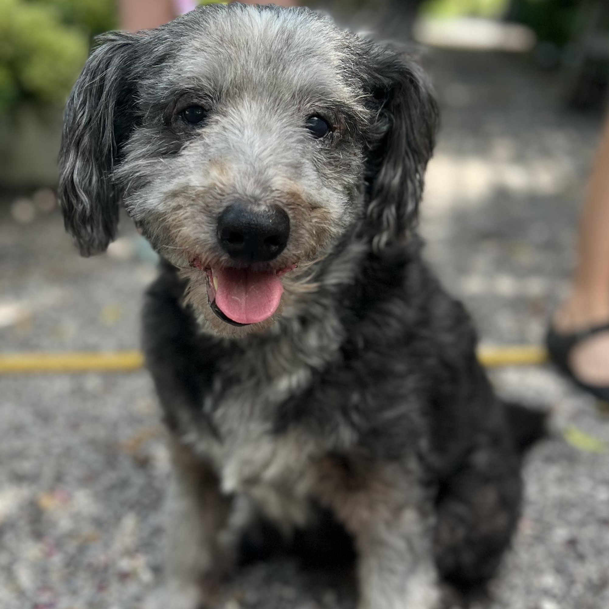Judy, ADOPTABLE, Senior Female Poodle & Terrier.
