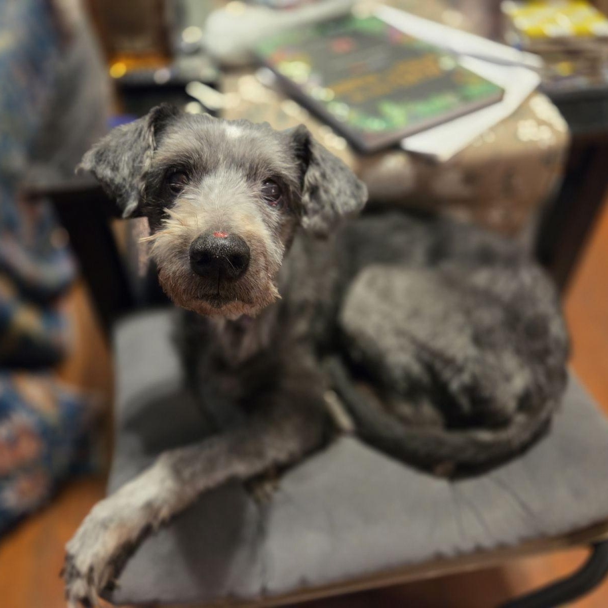 Enlarge Judy, a ADOPTABLE mixed breed in New Orleans, LA image 2/5