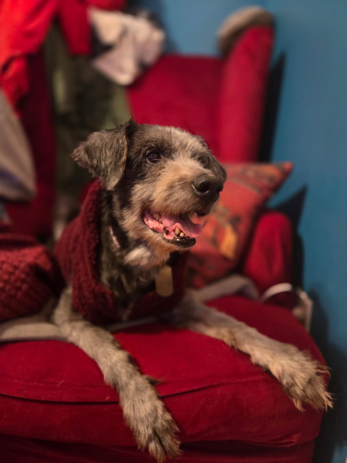 Enlarge Judy, a ADOPTABLE mixed breed in New Orleans, LA image 6/6