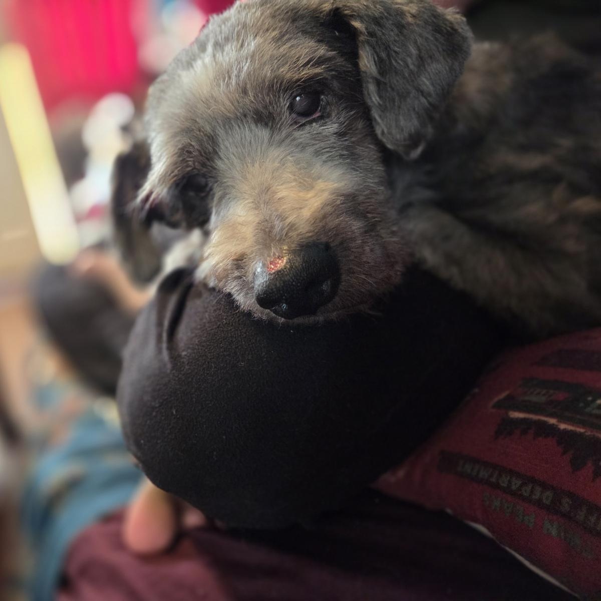 Enlarge Judy, a ADOPTABLE mixed breed in New Orleans, LA image 5/5