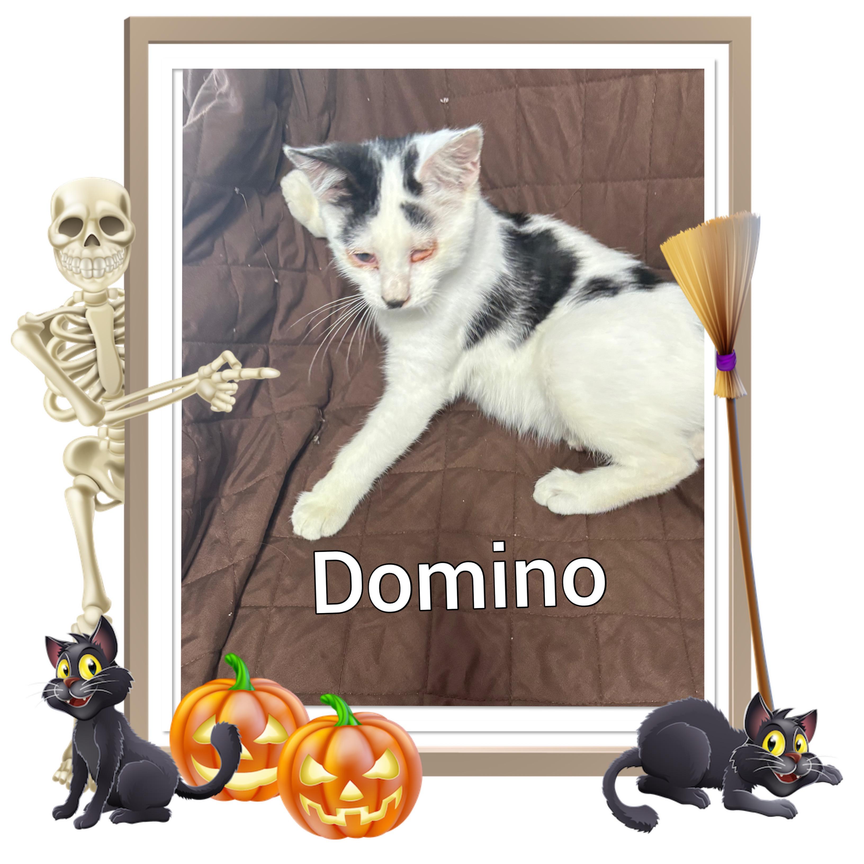 Domino