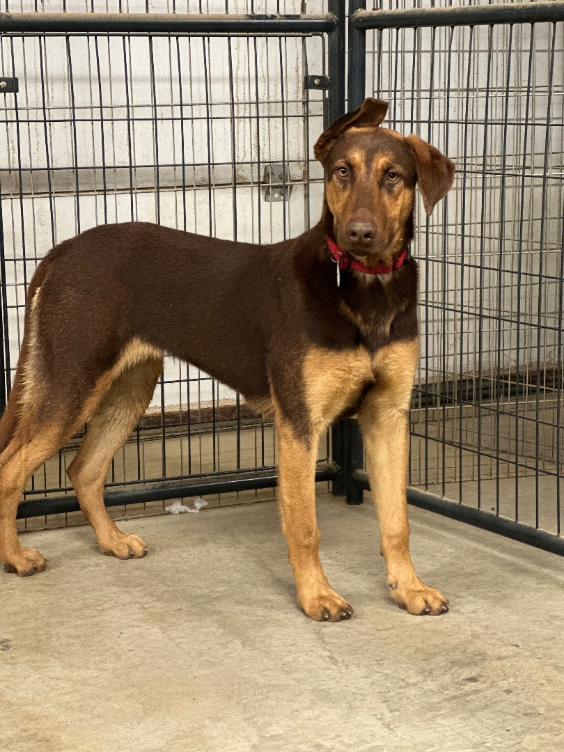 Charlotte, a Adoptable mixed breed in Knightsen, CA image 1/5