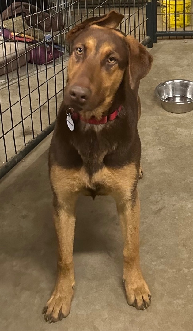 Charlotte, a Adoptable mixed breed in Knightsen, CA image 2/5