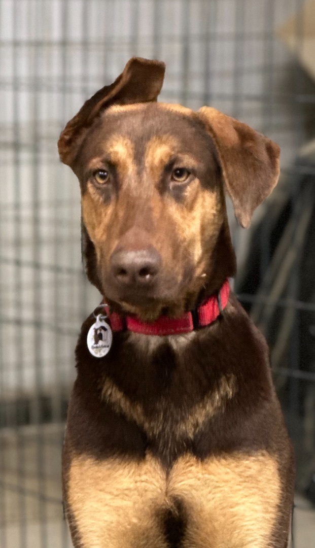 Charlotte, a Adoptable mixed breed in Knightsen, CA image 3/5