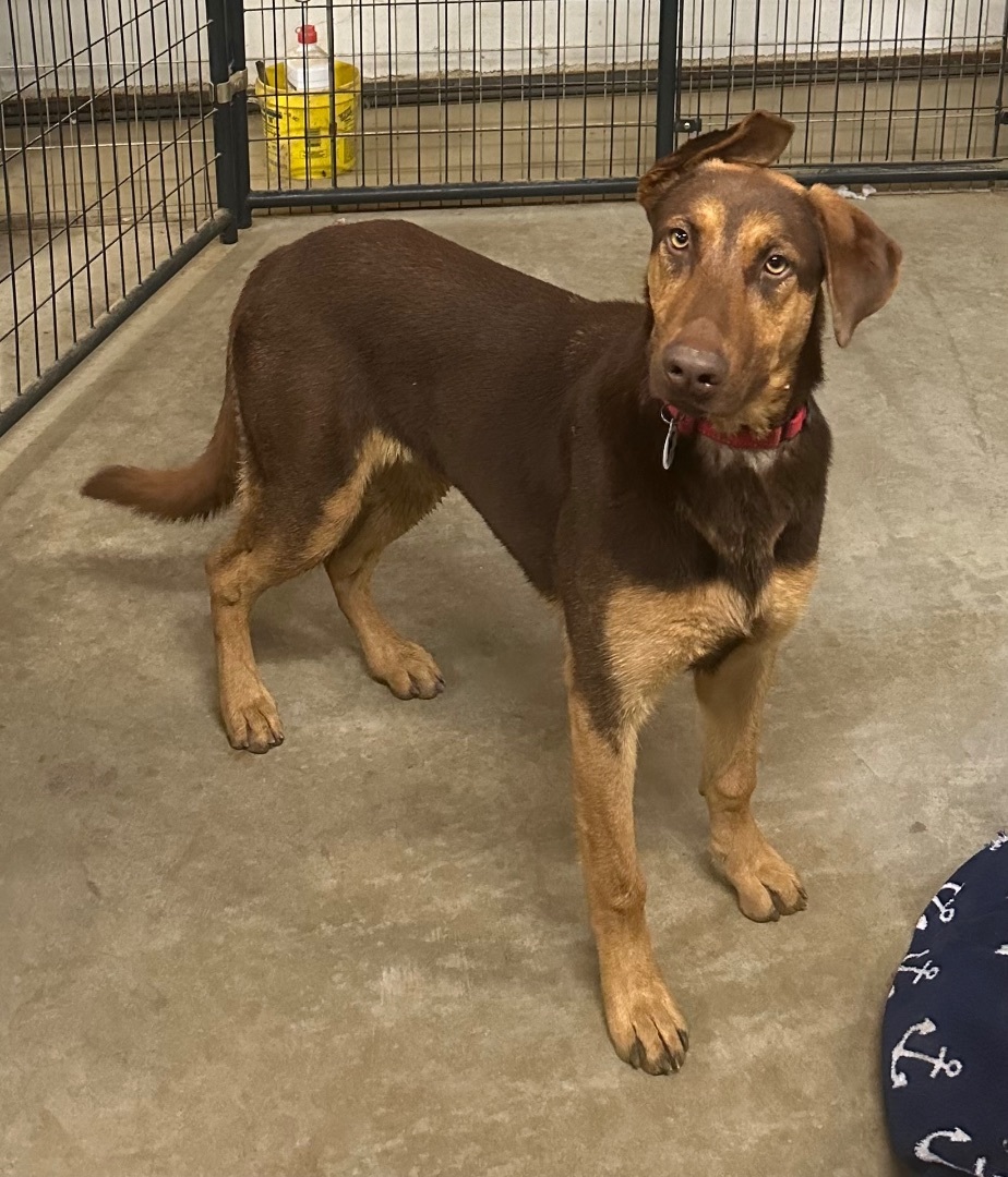 Charlotte, a Adoptable mixed breed in Knightsen, CA image 4/5