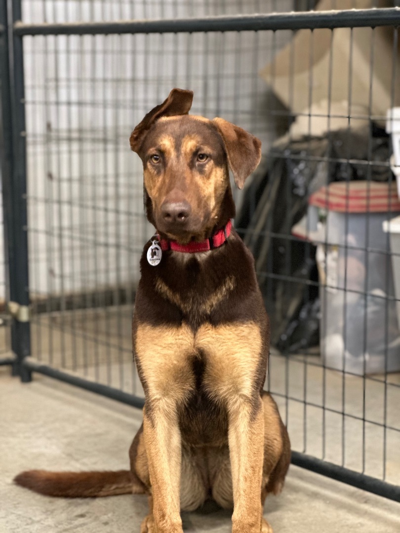Charlotte, a Adoptable mixed breed in Knightsen, CA image 5/5