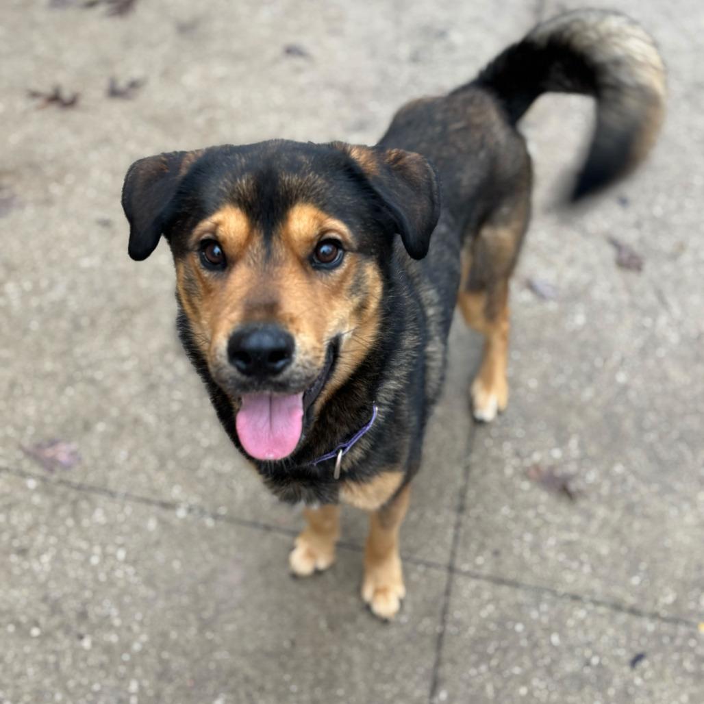 Enlarge Laser, a Adoptable German Shepherd Dog in Grand Rapids, MI image 1/2