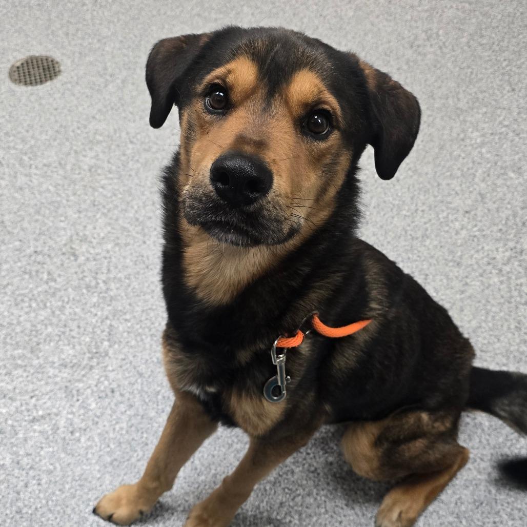 Enlarge Laser, a Adoptable German Shepherd Dog in Grand Rapids, MI image 2/2