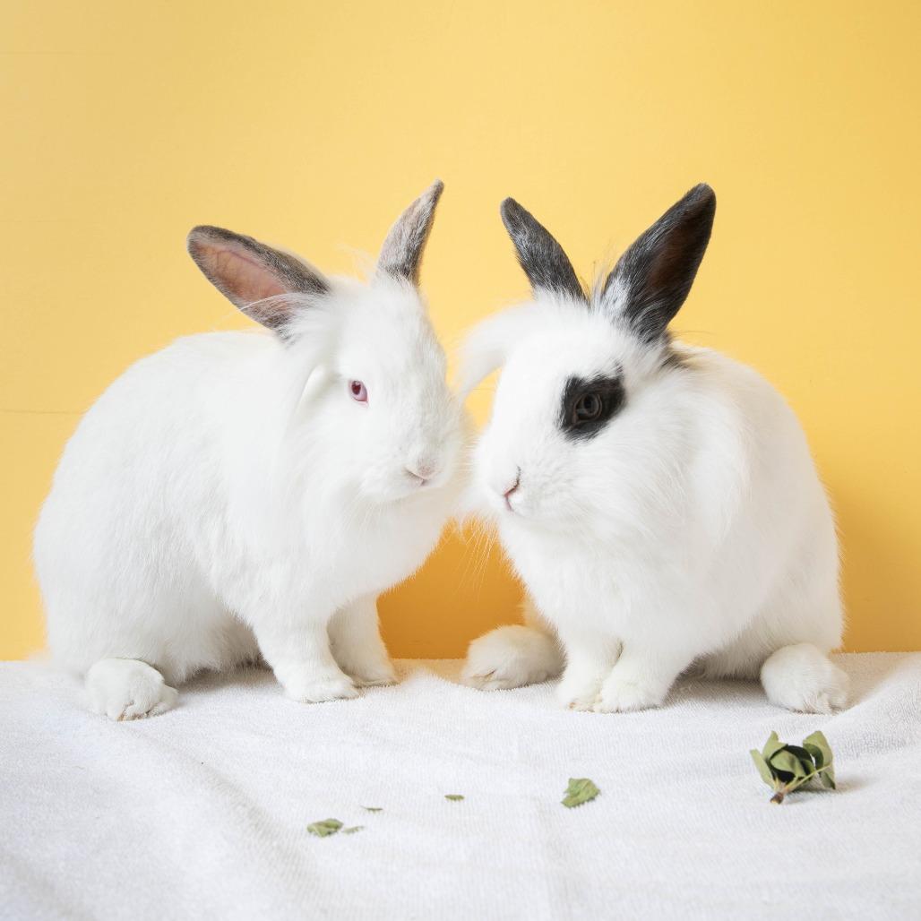 Enlarge Dr. Dennis Whitaker, a Adoptable Lionhead in Richmond, CA image 2/6