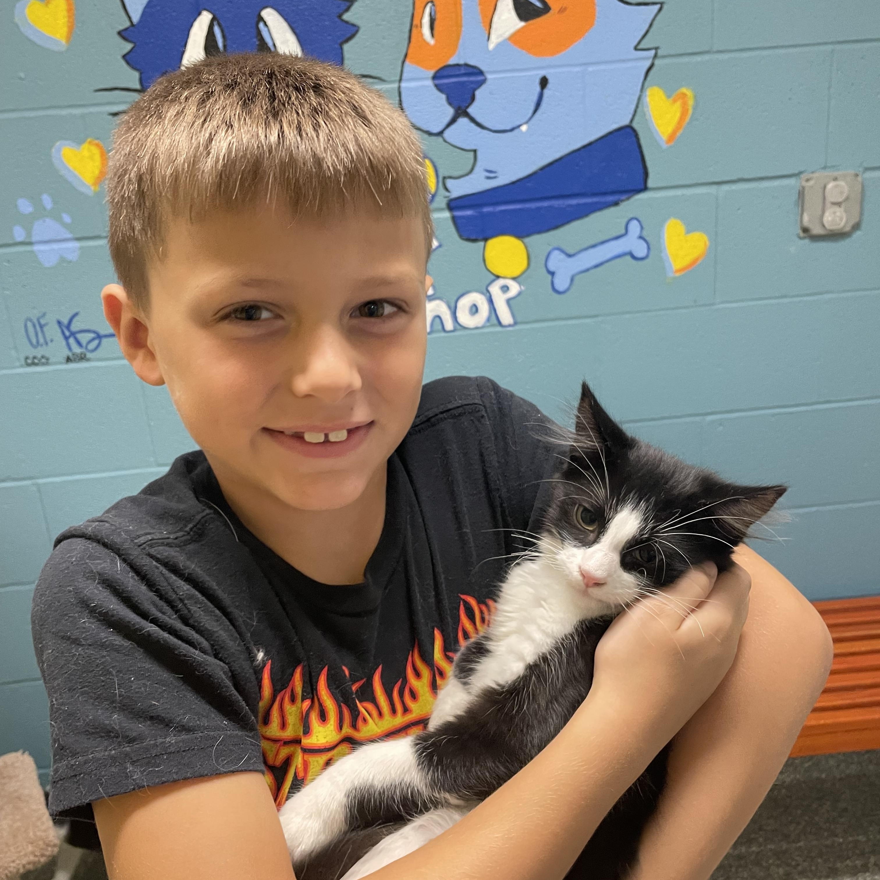 Enlarge Mr tux, a Adoptable mixed breed in Gladstone, MO image 2/2