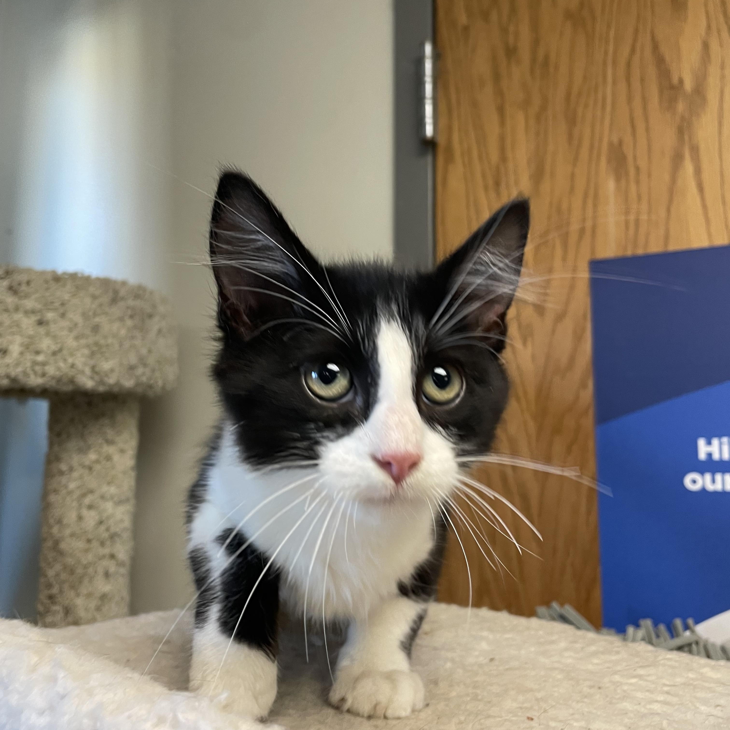 Enlarge Mr tux, a Adoptable mixed breed in Gladstone, MO image 1/2