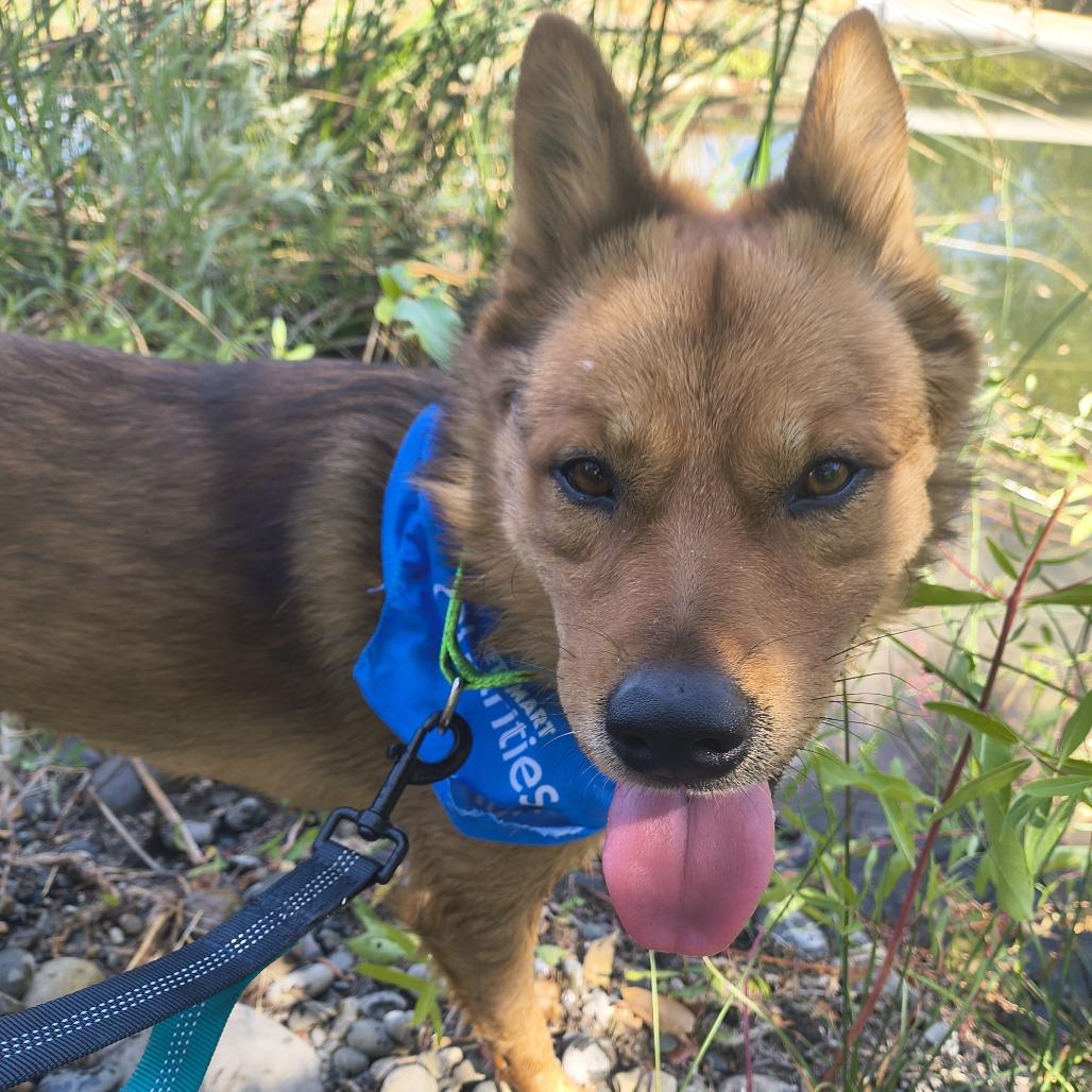 Enlarge Charlie, a Adoptable Australian Cattle Dog / Blue Heeler in Othello, WA image 1/4