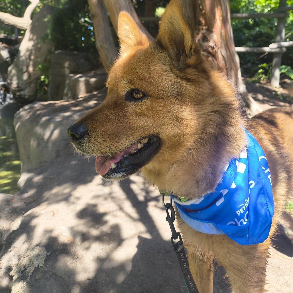 Enlarge Charlie, a Adoptable Australian Cattle Dog / Blue Heeler in Othello, WA image 2/4