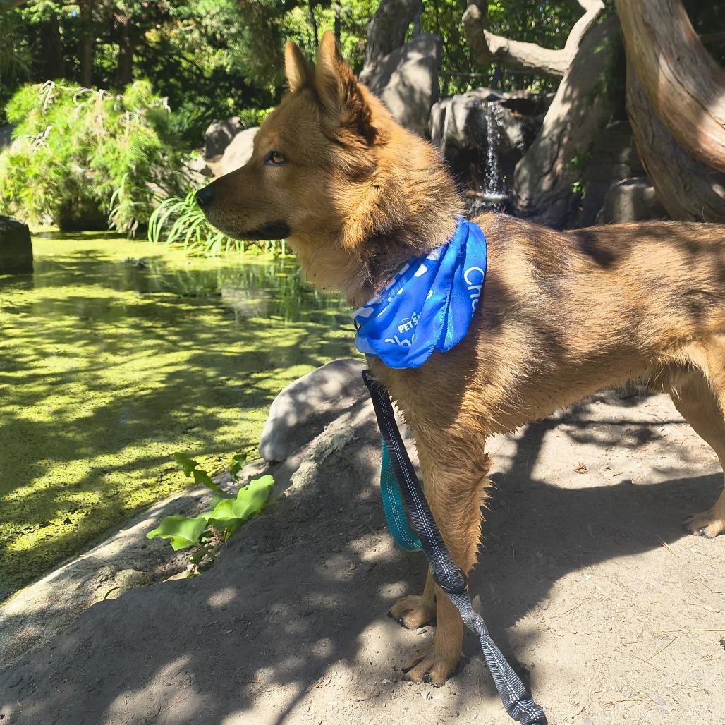 Enlarge Charlie, a Adoptable Australian Cattle Dog / Blue Heeler in Othello, WA image 3/4