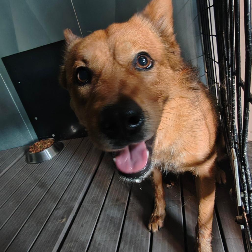 Enlarge Charlie, a Adoptable Australian Cattle Dog / Blue Heeler in Othello, WA image 4/4