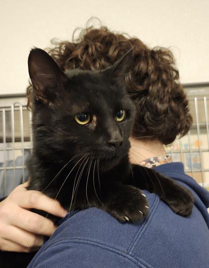 Spritz, Adoptable, Adult Male Domestic Short Hair & Domestic Short Hair.