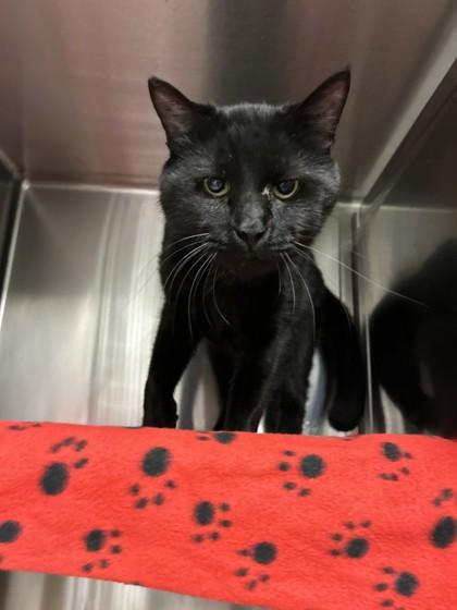 Enlarge Spritz, a Adoptable mixed breed in Fallston, MD image 3/3