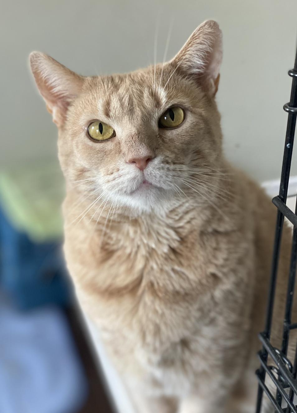 Enlarge Amber, a ADOPTABLE Domestic Short Hair in Warminster, PA image 1/5