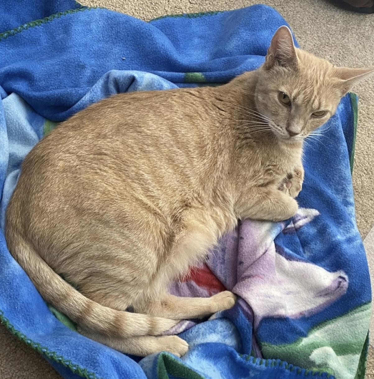 Enlarge Amber, a ADOPTABLE Domestic Short Hair in Warminster, PA image 3/5