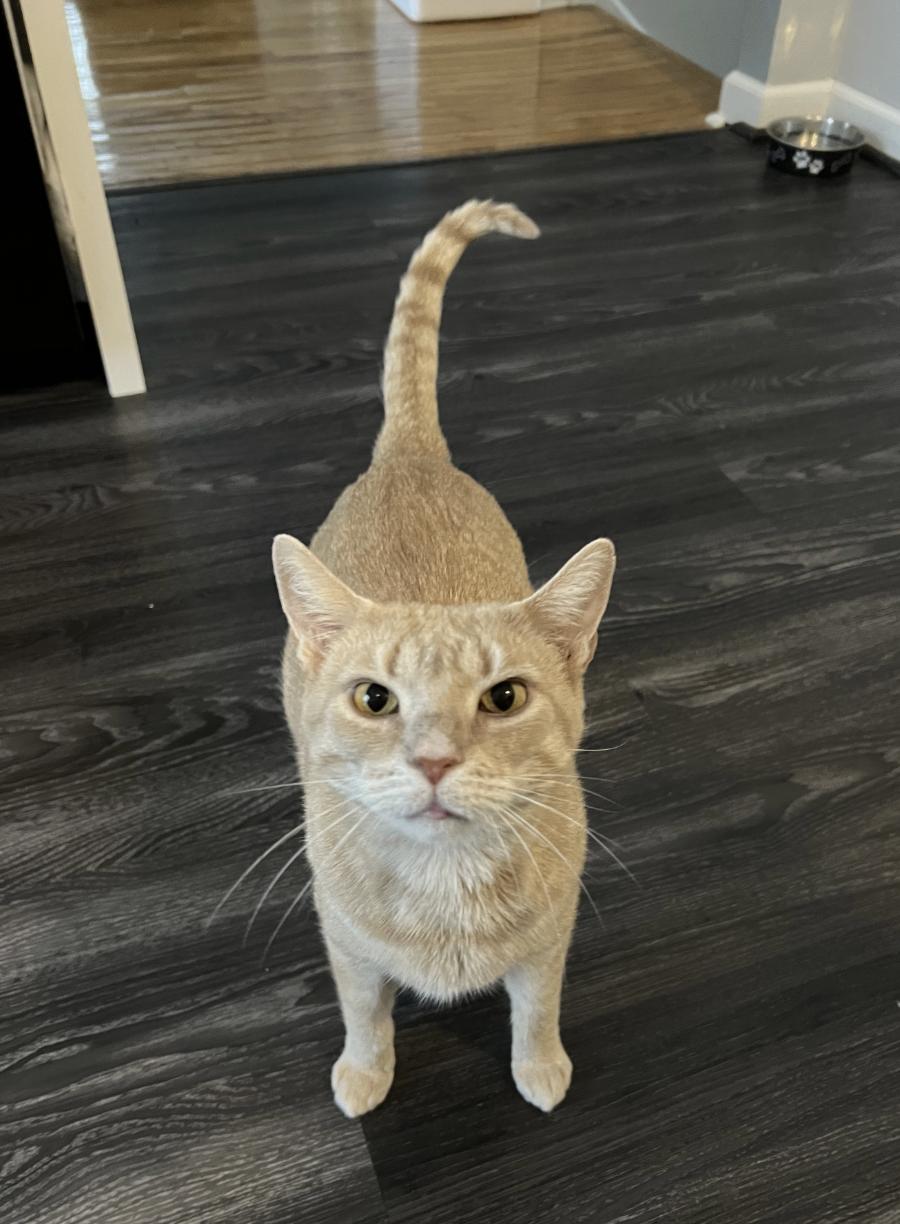 Enlarge Amber, a ADOPTABLE Domestic Short Hair in Warminster, PA image 4/5