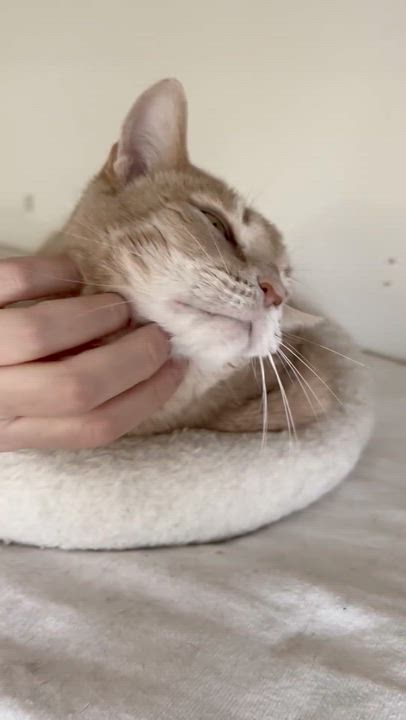 Enlarge Amber, a ADOPTABLE Domestic Short Hair in Warminster, PA video 5/5