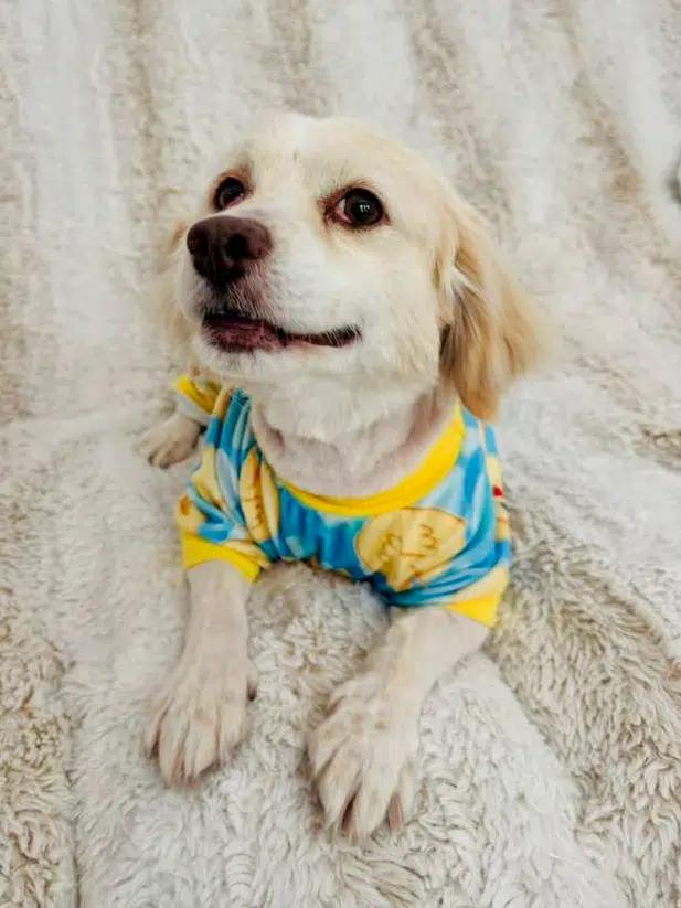 Enlarge Thumper, a Adoptable mixed breed in Sherman Oaks, CA image 1/4