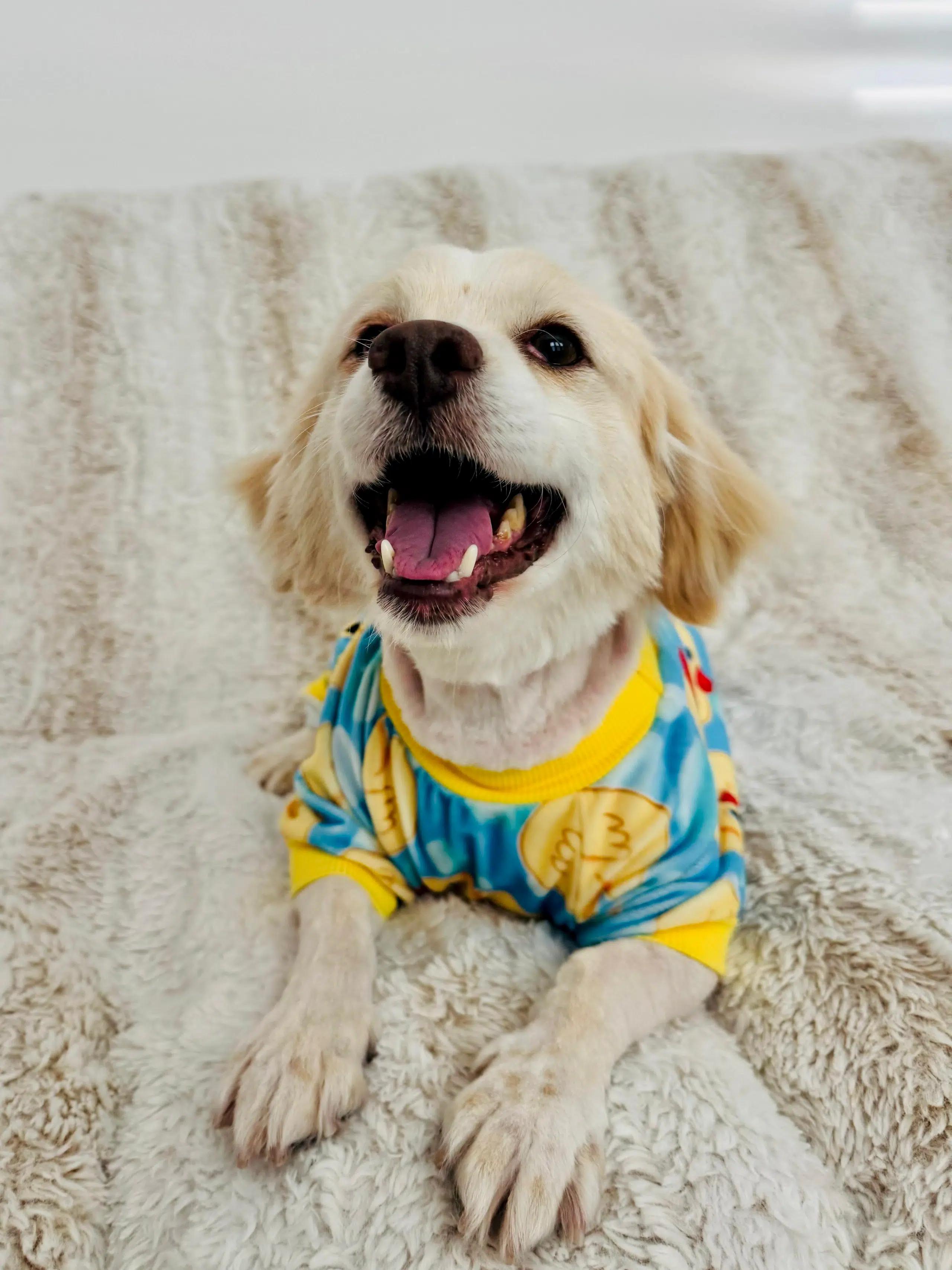 Enlarge Thumper, a Adoptable mixed breed in Sherman Oaks, CA image 2/4