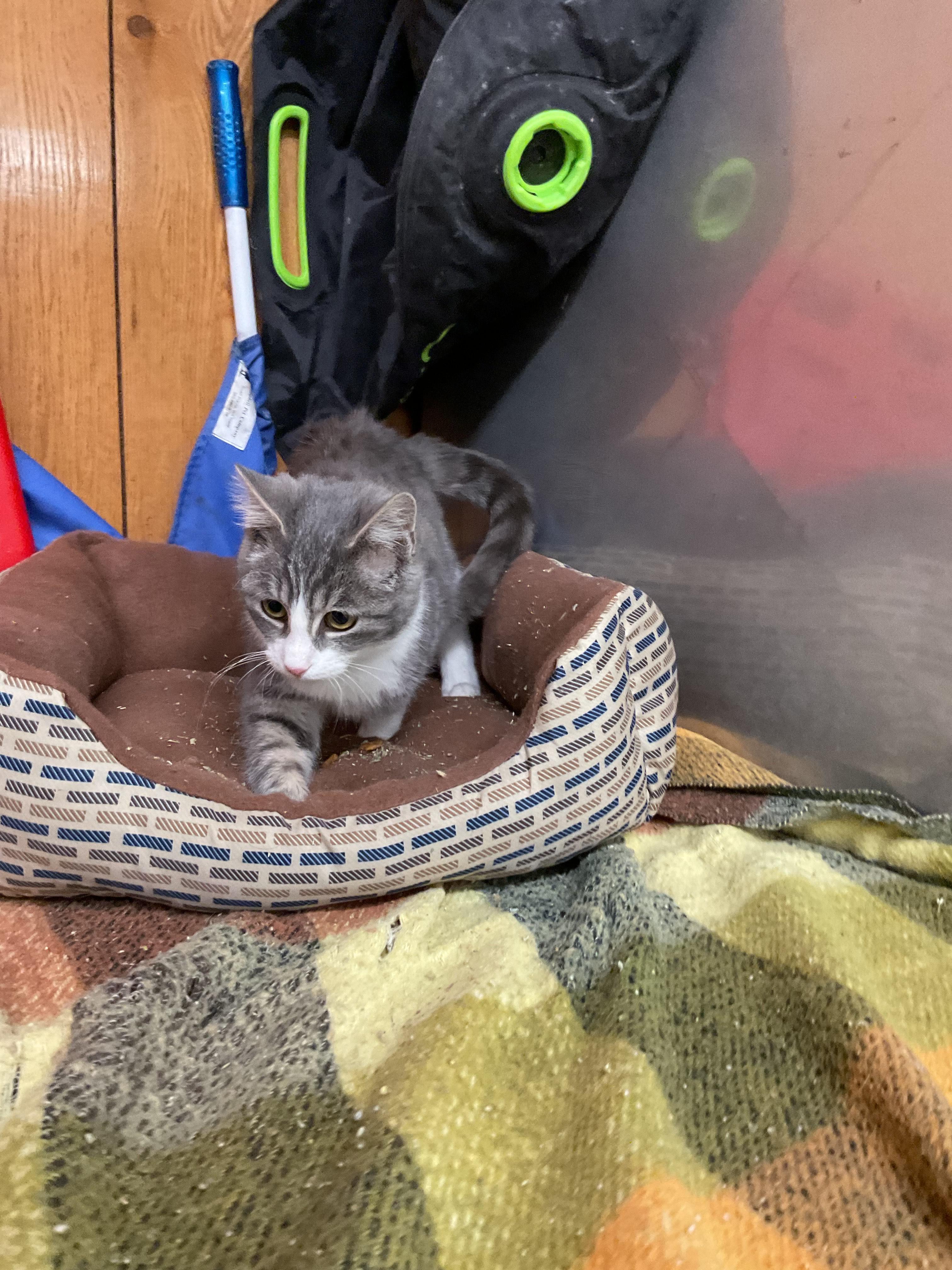 KitKat, ADOPTABLE, Kitten Male Domestic Medium Hair.