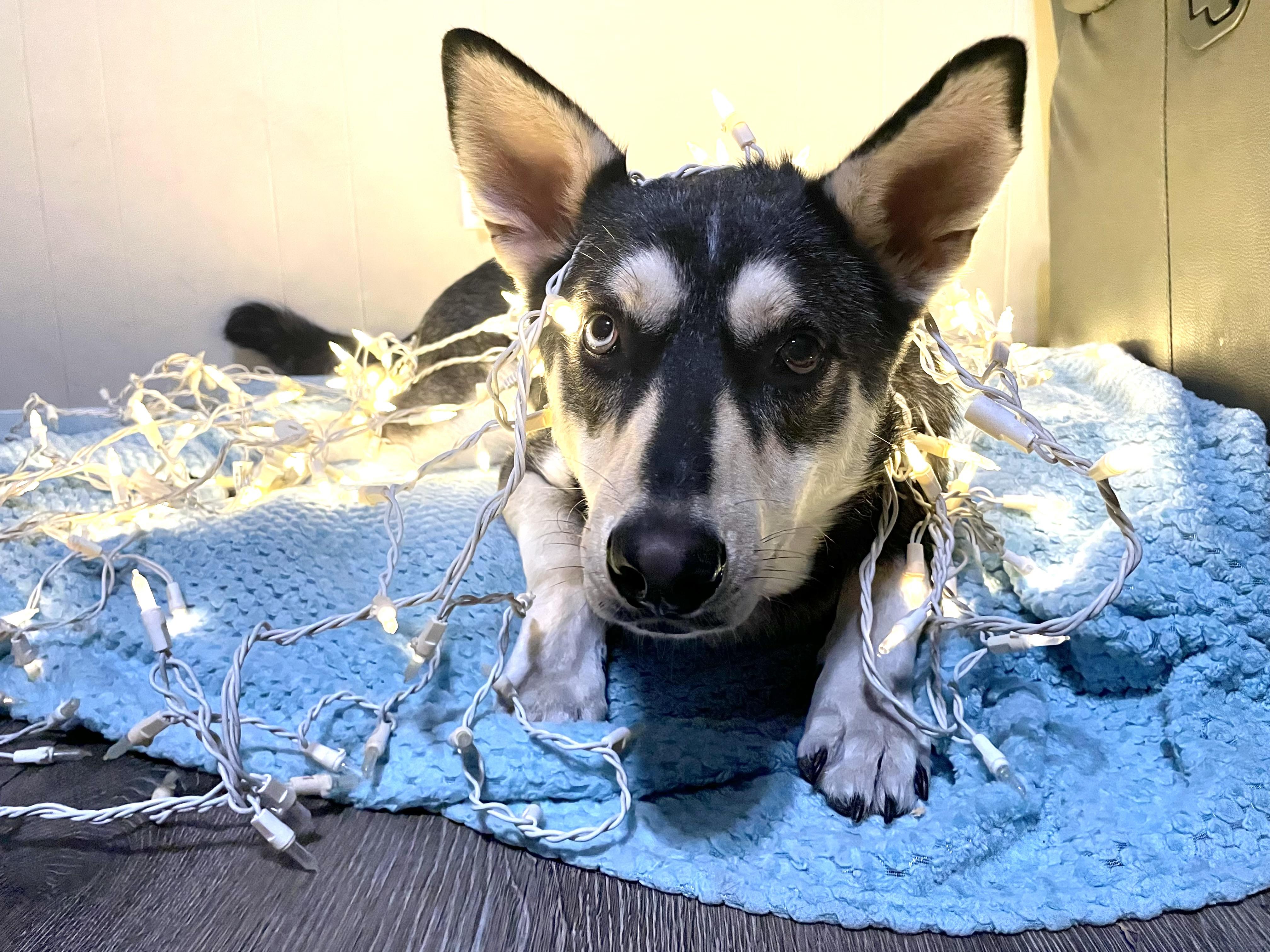 Enlarge Franklin, a Adoptable Husky in Houston, TX image 1/6