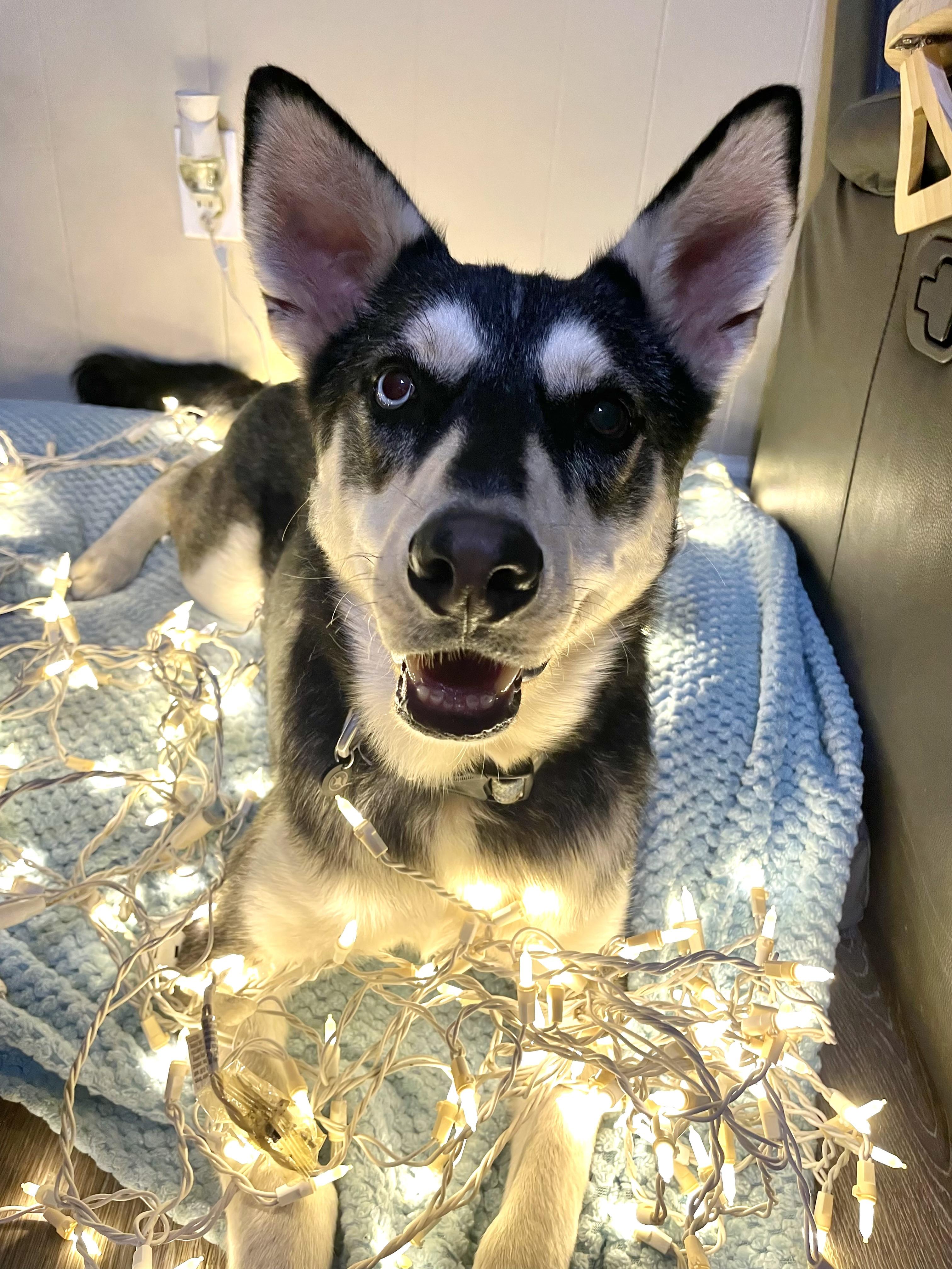 Enlarge Franklin, a Adoptable Husky in Houston, TX image 2/6